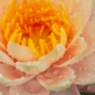 Pink Lotus